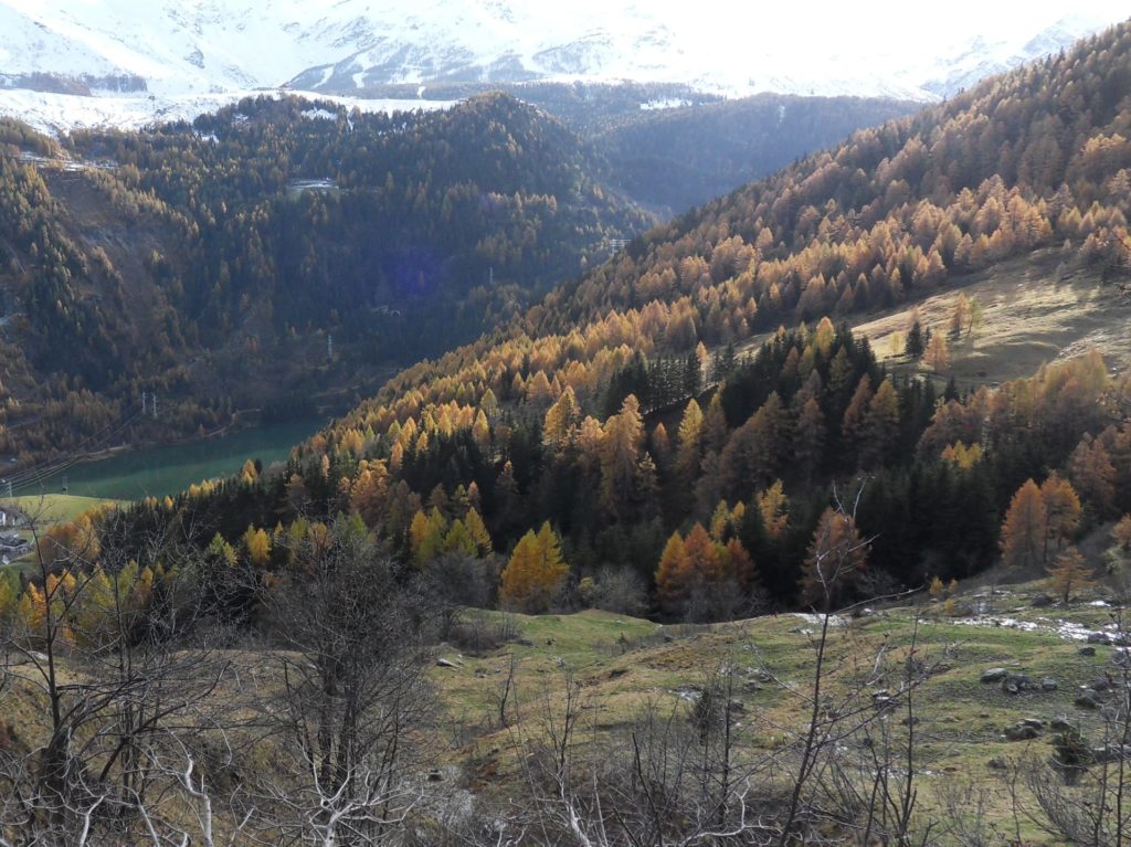Consorzio Forestale Boschi Isola So Foliage, un’esplosione di colori nelle foreste italiane