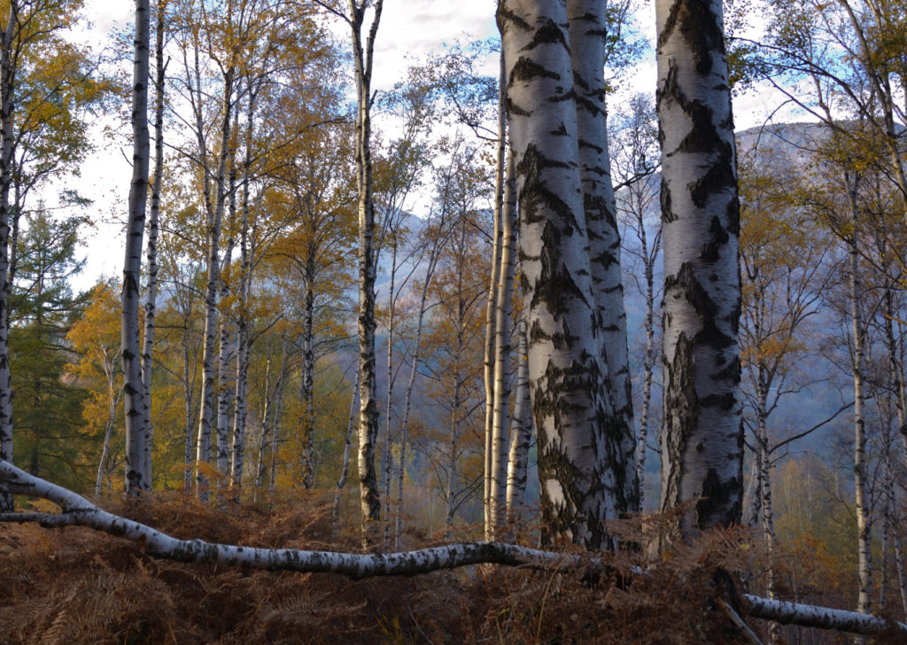 Consorzio Forestale del Canavese To Foliage, un’esplosione di colori nelle foreste italiane