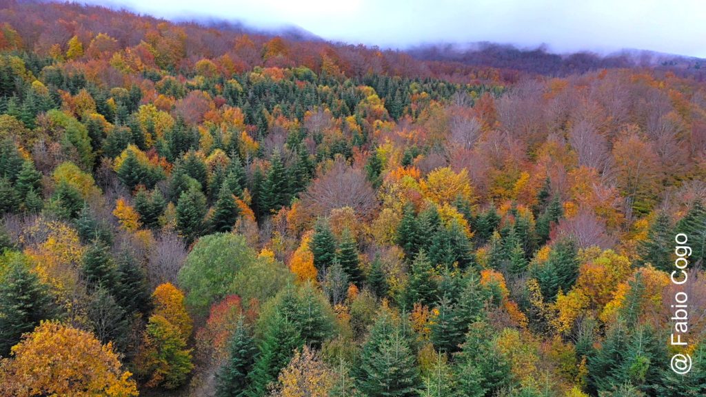 Monte Amiata Foliage, un’esplosione di colori nelle foreste italiane