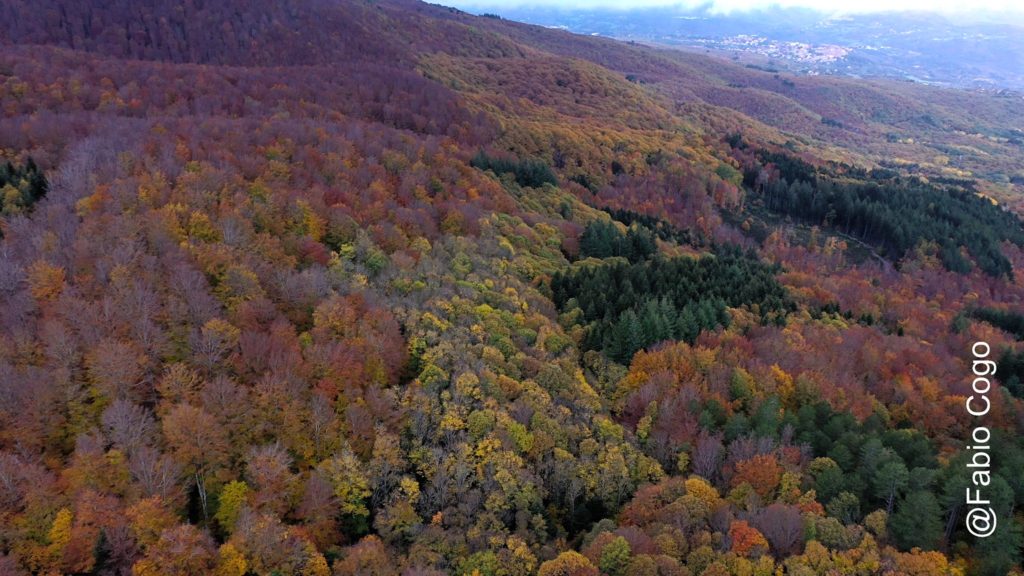 Monte Amiata2 Foliage, un’esplosione di colori nelle foreste italiane