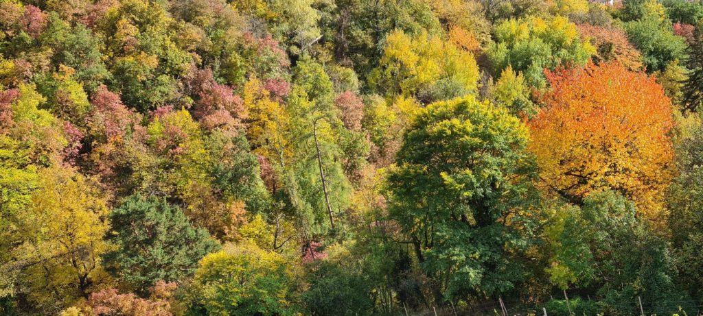 Südtiroler BauernBund Foliage, un’esplosione di colori nelle foreste italiane