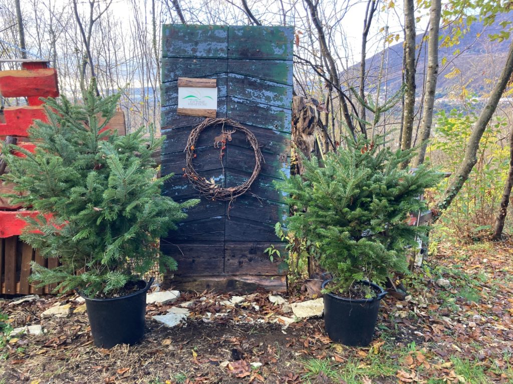 image1 Un Natale PEFC con abeti da boschi sostenibili per luoghi e piazze d'eccezione