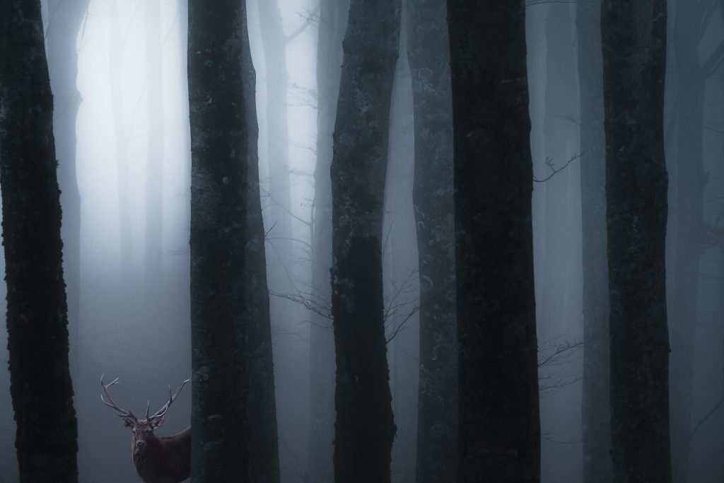 2 Manuelo Bececco Il cervo Parco Nazionale Foreste Casentinesi I vincitori del concorso fotografico “Scatta il bosco PEFC 2022”