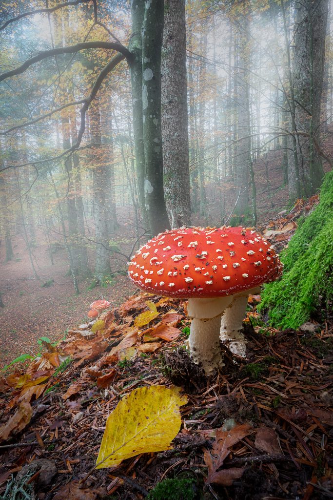 4 Daniele De Rubeis La casa dei Puffi I vincitori del concorso fotografico “Scatta il bosco PEFC 2022”