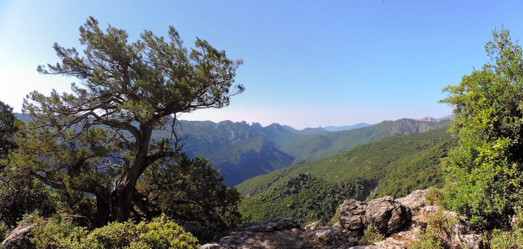 5 Alessandro Ledda Ormuvrones Sa Portiscra Urzulei I vincitori del concorso fotografico “Scatta il bosco PEFC 2022”