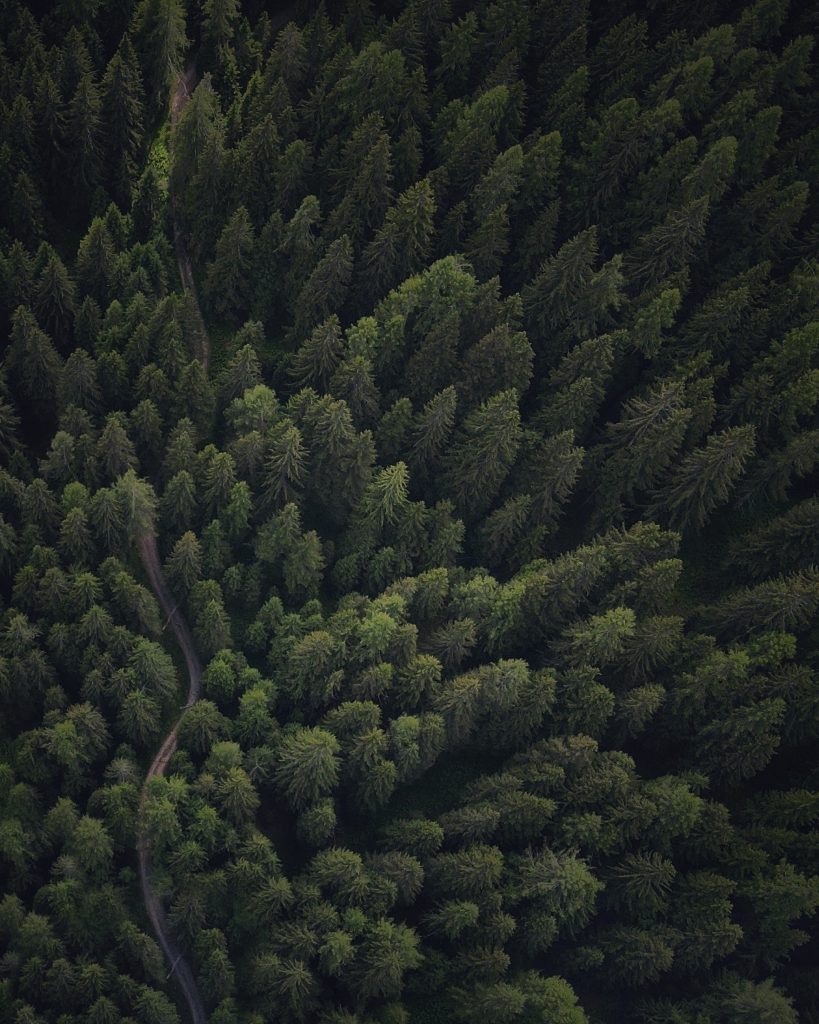 Menzione RC Irene Toneatto Polmone verde Veneto I vincitori del concorso fotografico “Scatta il bosco PEFC 2022”