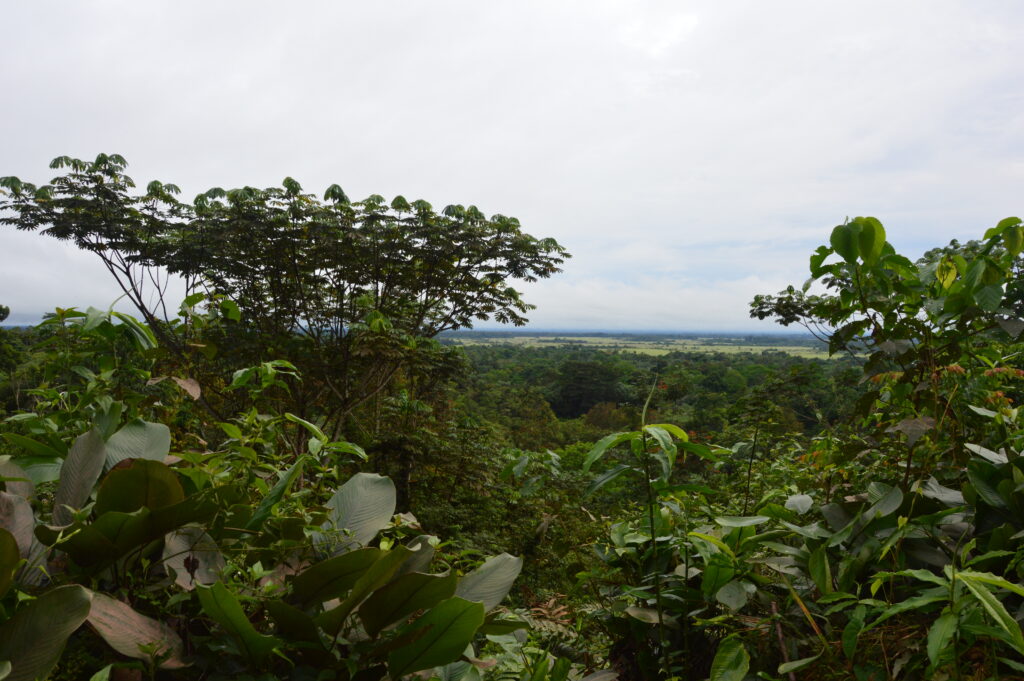 DSC 0058 Certificazione forestale PEFC del bacino del Congo: buone novità e prospettive