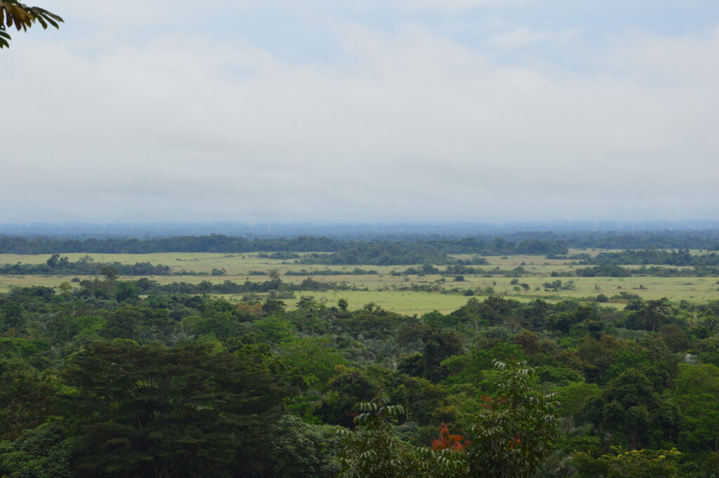 DSC 0060 Certificazione forestale PEFC del bacino del Congo: buone novità e prospettive
